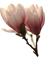 Deutsche Wellnesstage Baden-Baden magnolie-2_173x220